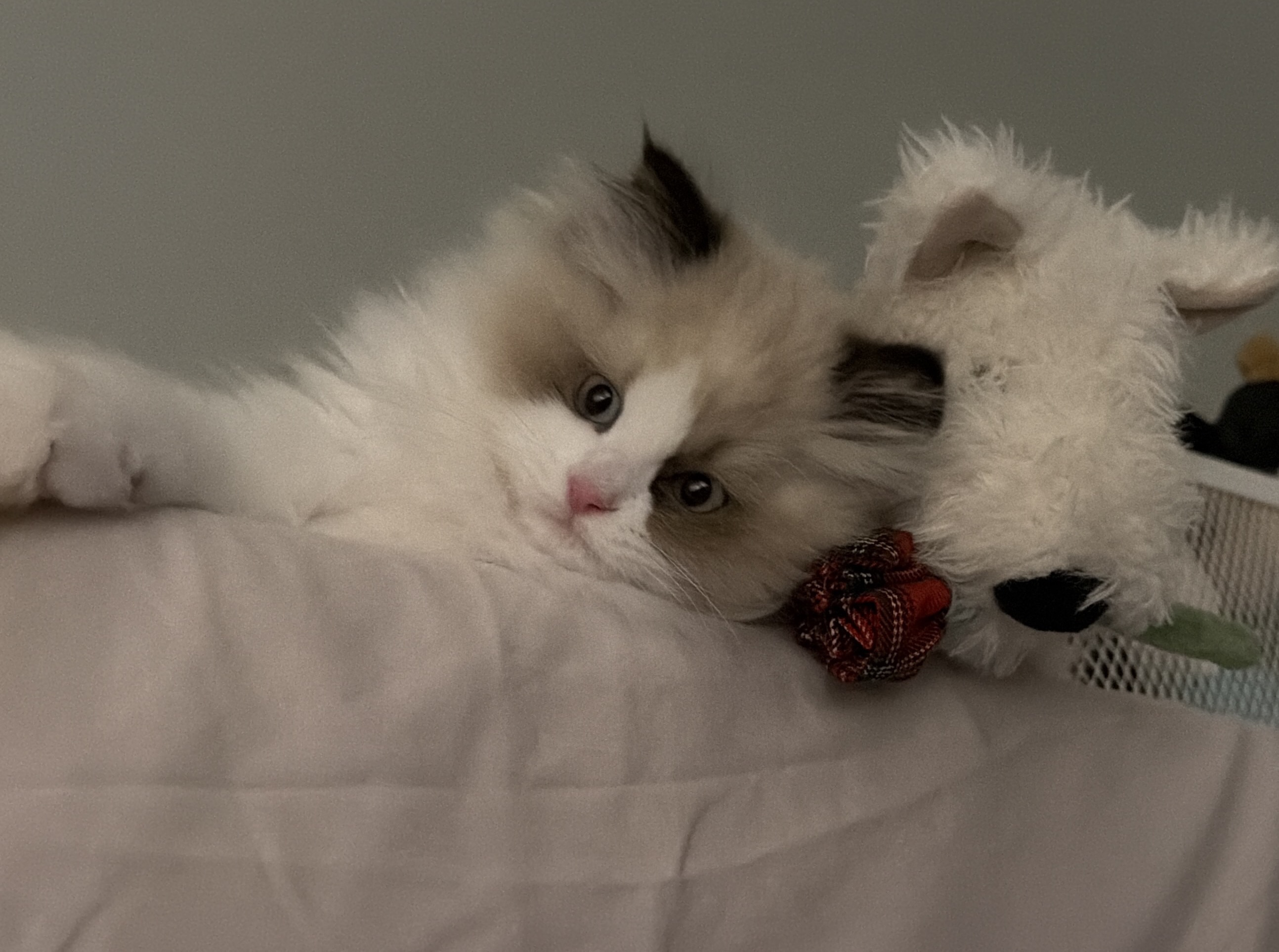 Mr Mochi